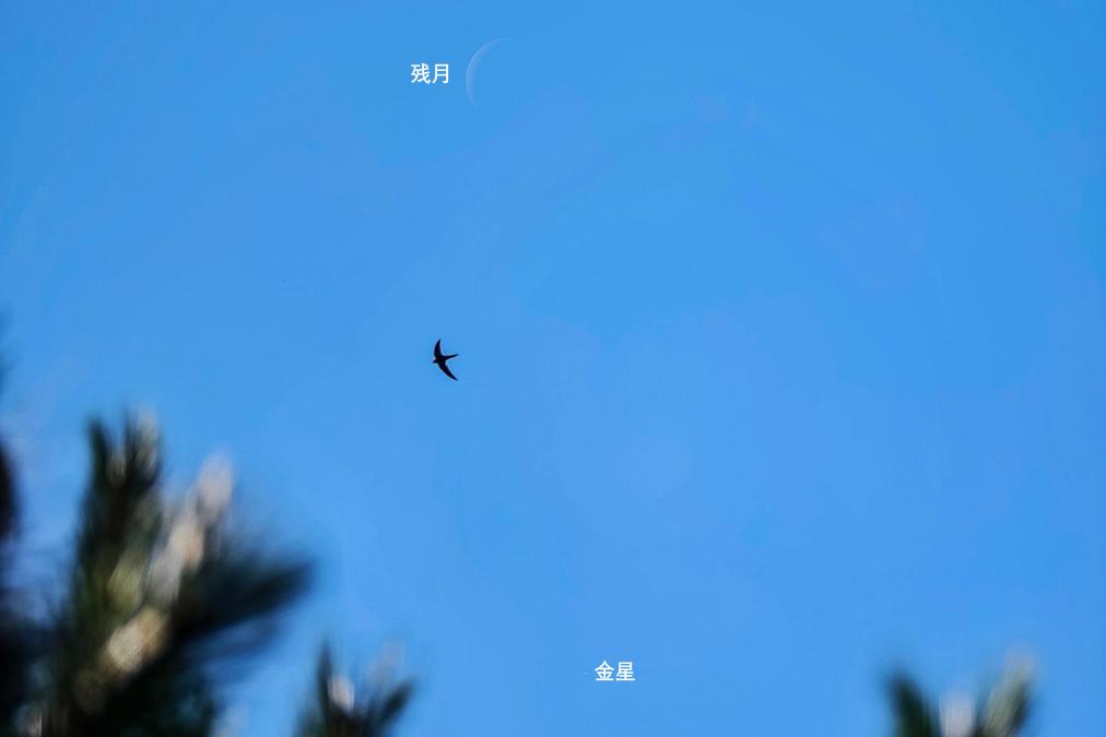 金星西大距和火星伴月助兴“六一”儿童节