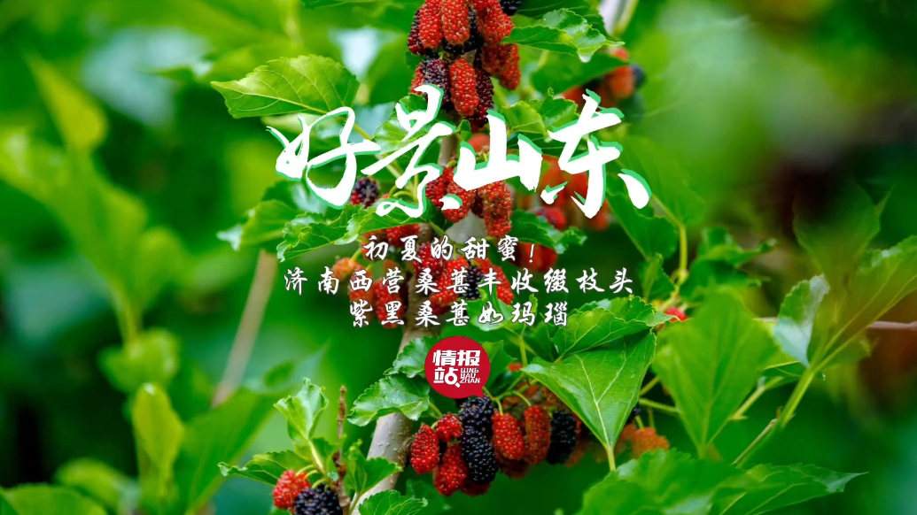 果然视频·好景山东|济南西营桑葚丰收缀枝头，紫黑果实如玛瑙