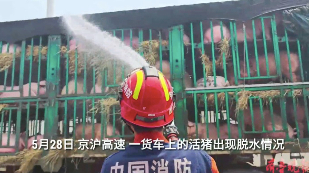 果然视频|一车活猪在高速上出现脱水情况，消防员到场“救急”
