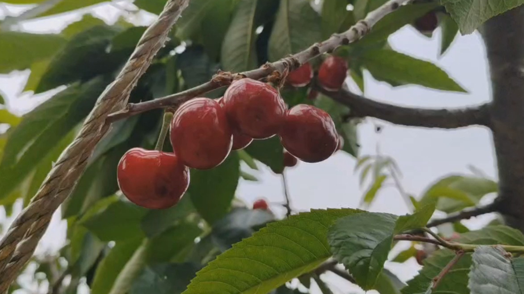 果然视频 | 端午小长假，威海近郊游“持续升温”