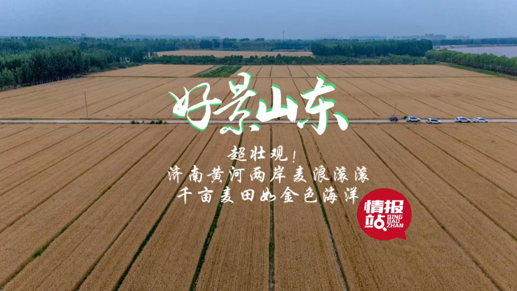 果然视频·好景山东|济南黄河两岸麦浪滚滚，千亩麦田如金色海洋