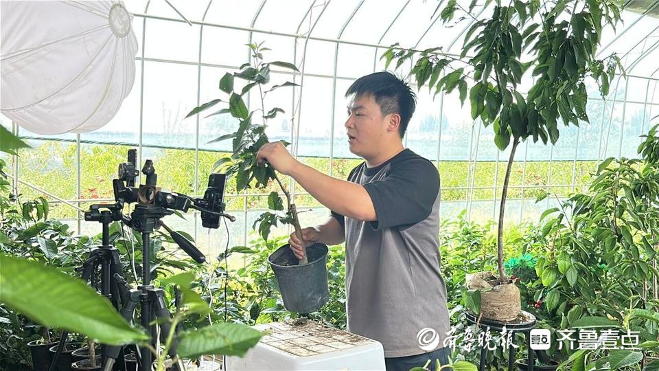 烟台樱桃村里回来一群年轻人：“接棒”做电商，带起产业链