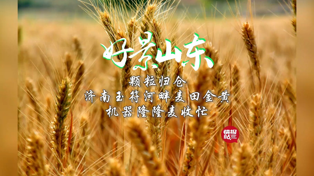 果然视频·好景山东|济南玉符河畔麦田金黄，机器隆隆麦收忙！