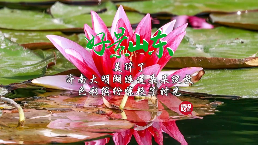 果然视频·好景山东|济南大明湖睡莲绽放，色彩缤纷惊艳了时光