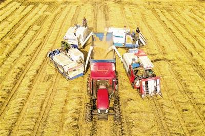 邹城53.9万亩小麦要“颗粒归仓”