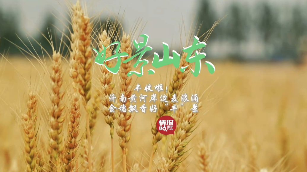 果然视频·好景山东|济南黄河岸边麦浪涌，金穗飘香好“丰”景！