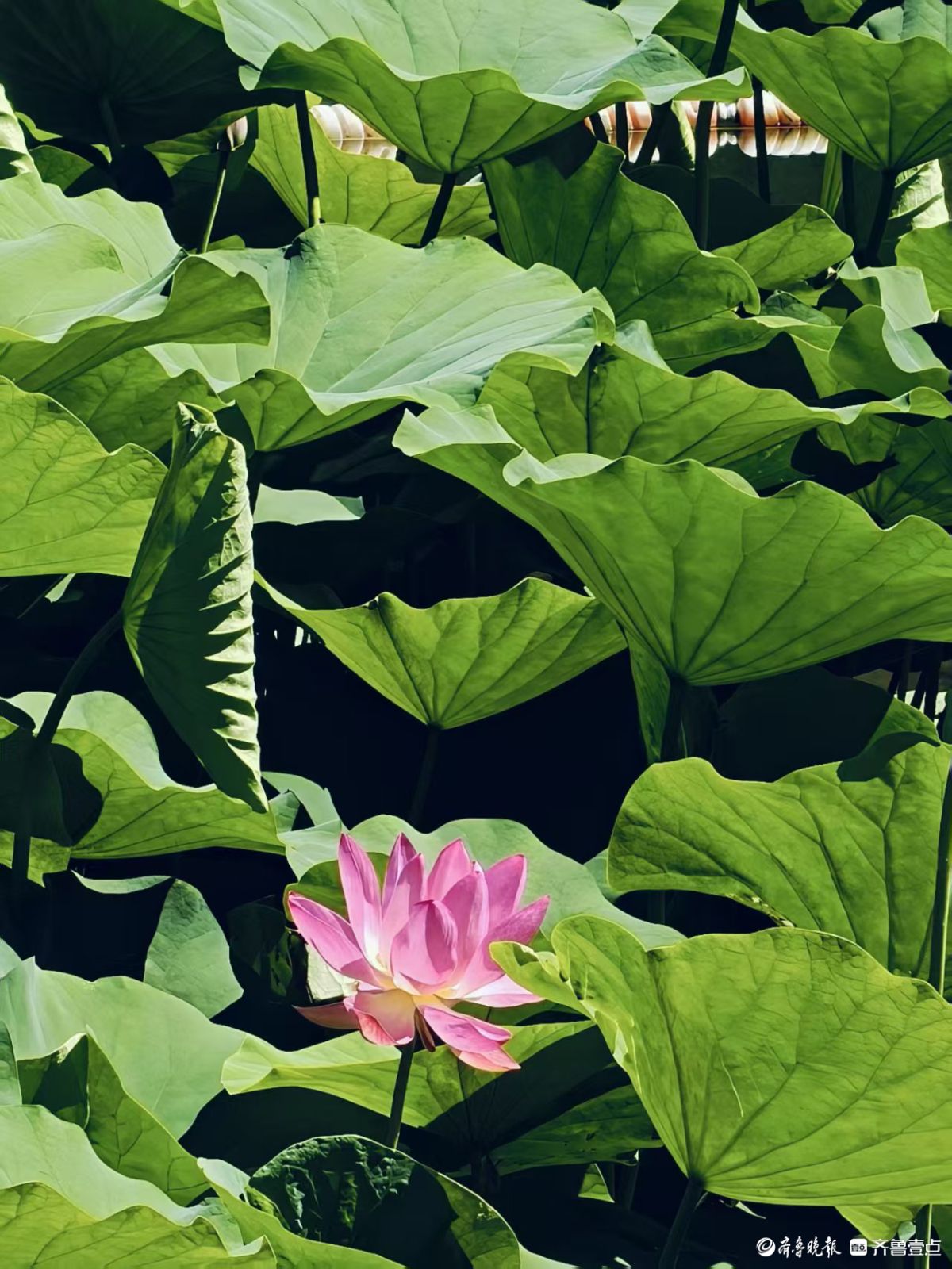 先睹为快，初夏泉城公园荷花始盛开
