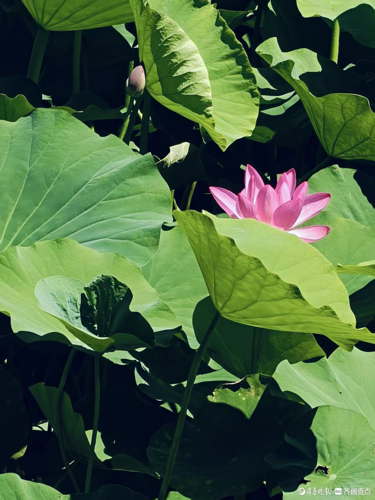 先睹为快，初夏泉城公园荷花始盛开
