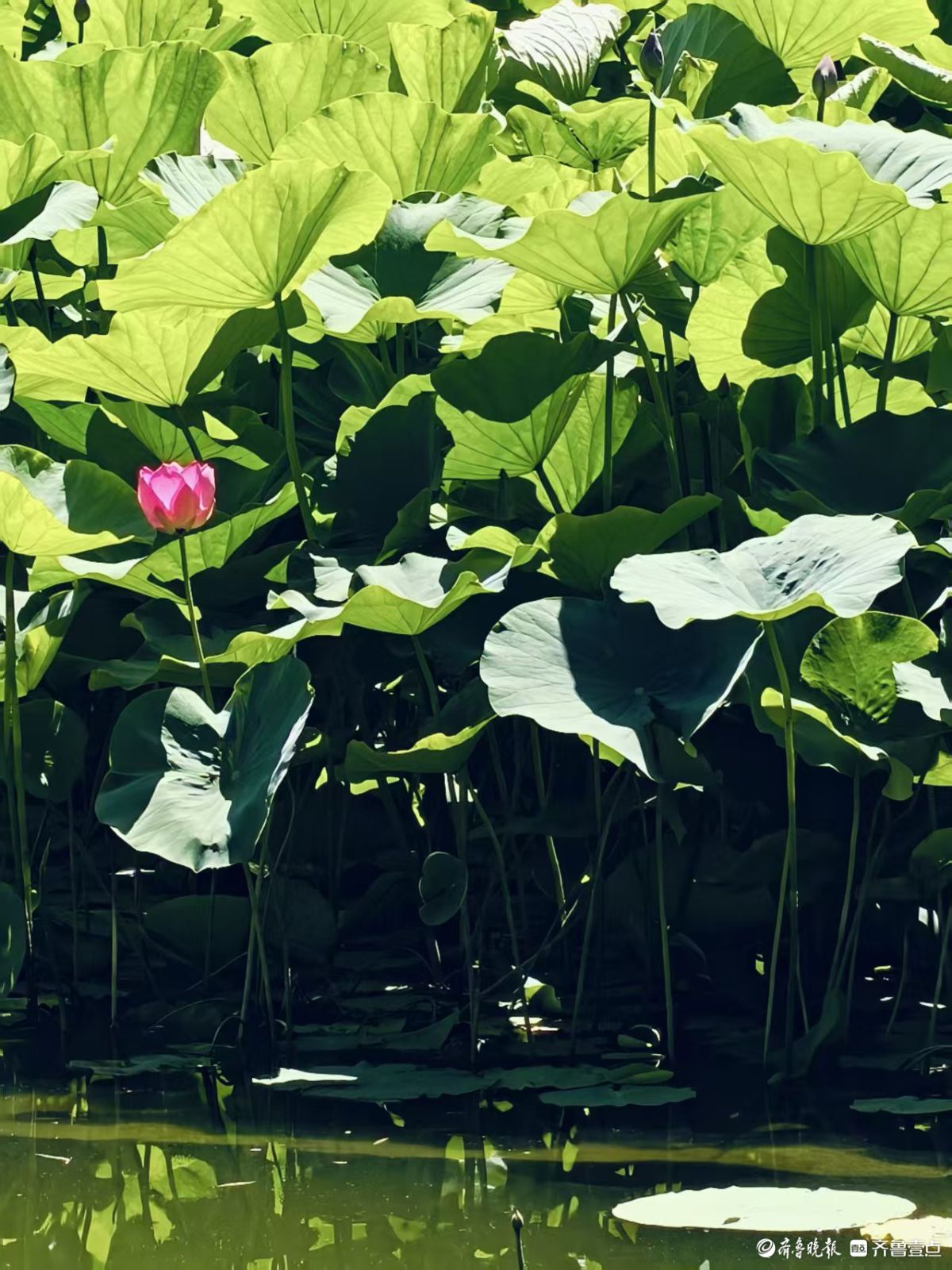 先睹为快，初夏泉城公园荷花始盛开