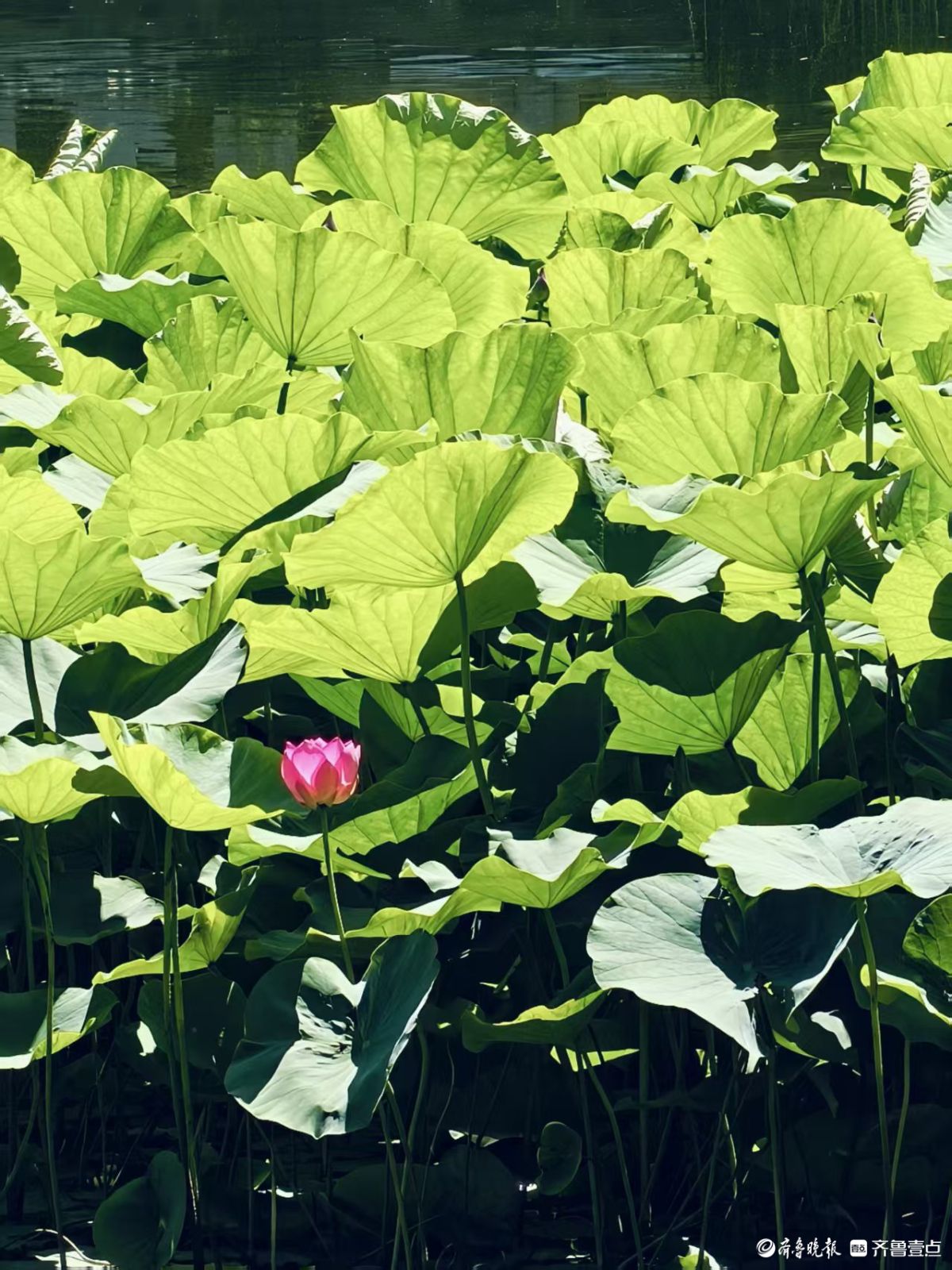 先睹为快，初夏泉城公园荷花始盛开