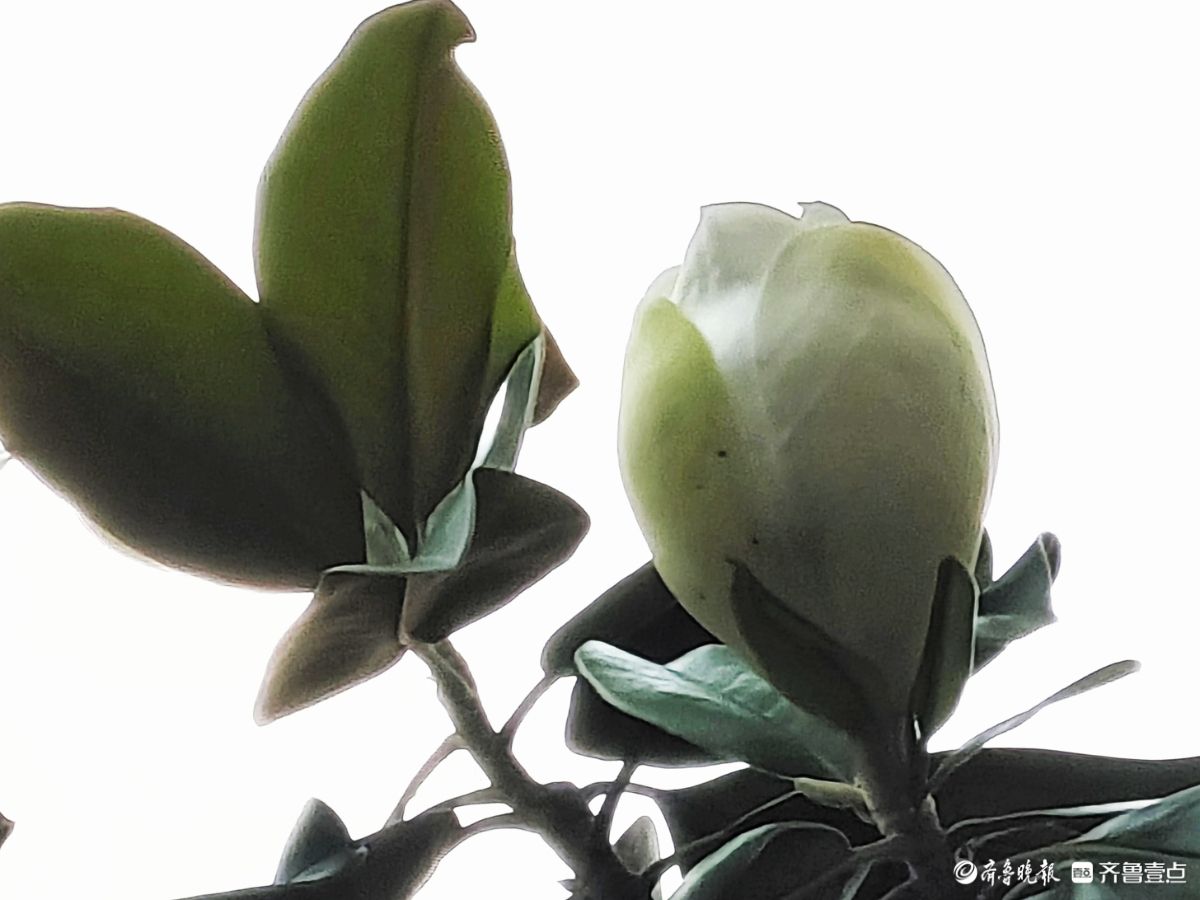 荷花玉兰满树开，洁白耀眼散芬芳