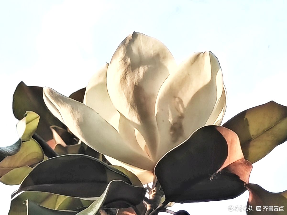 荷花玉兰满树开，洁白耀眼散芬芳