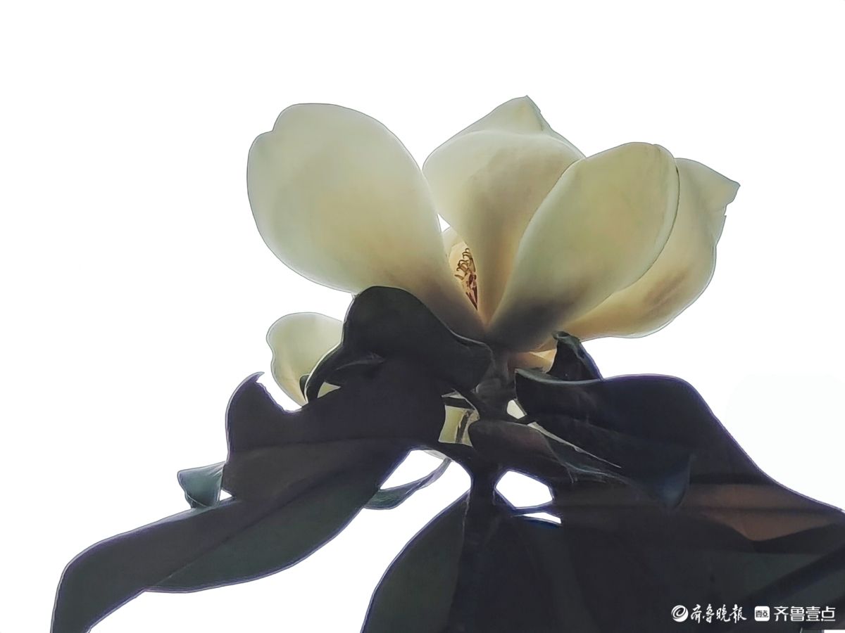 荷花玉兰满树开，洁白耀眼散芬芳