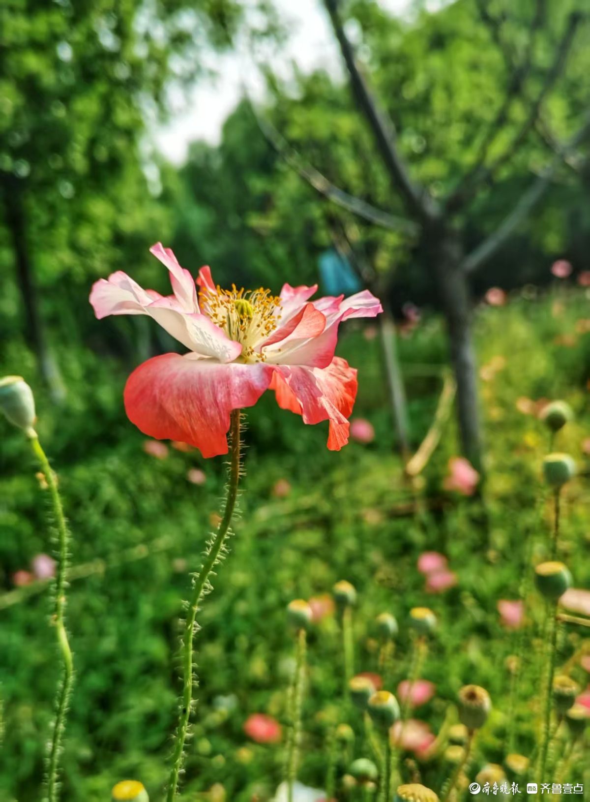 英雄山风景区的虞美人