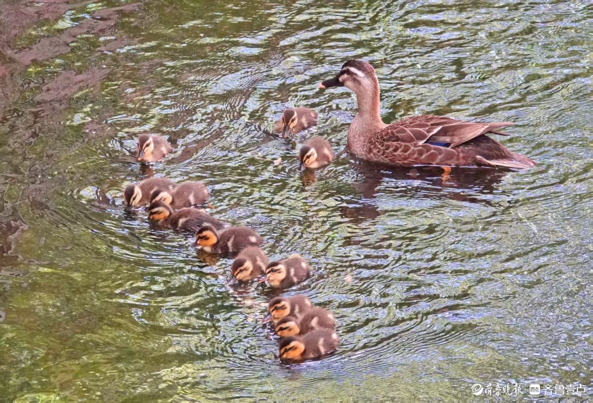 水面上遛遛娃
