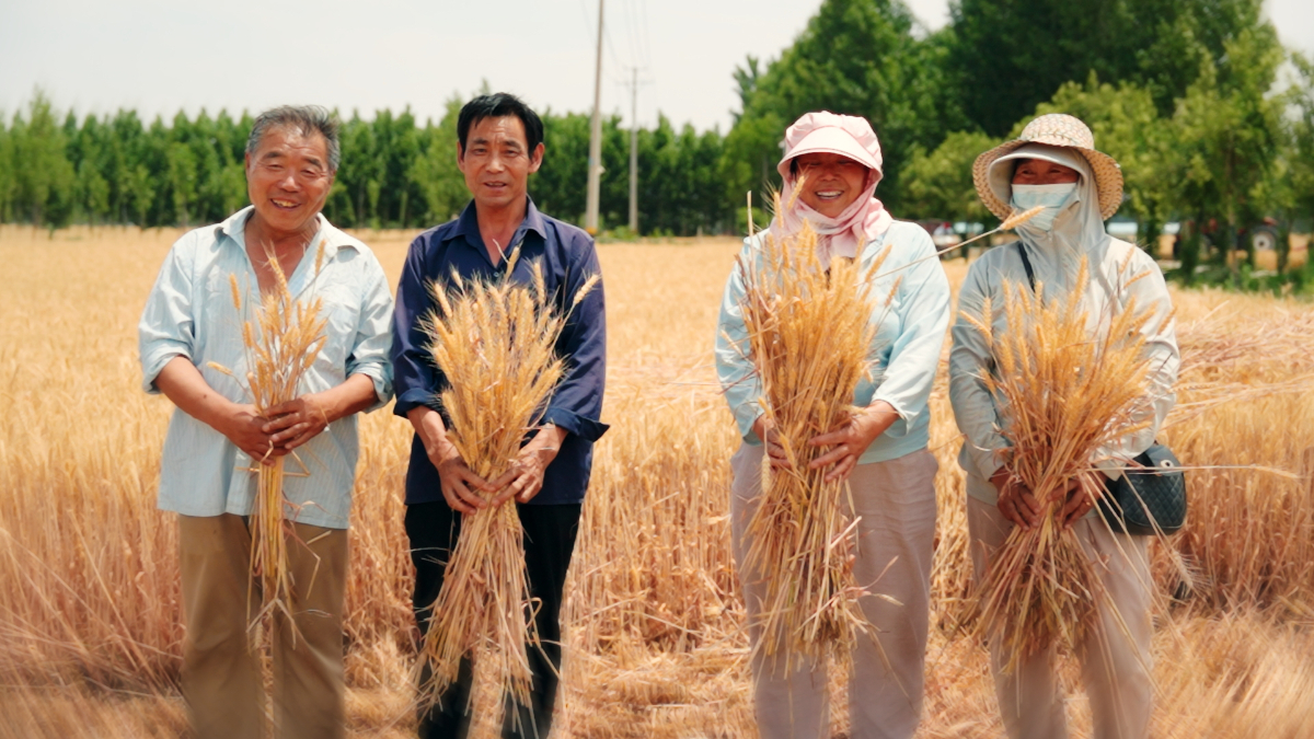 收麦啦！太白湖新区石桥镇麦浪翻滚夏收忙