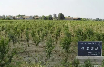 世界首次！我国科学家确证山东广饶傅家遗址存在史前母系社会组织