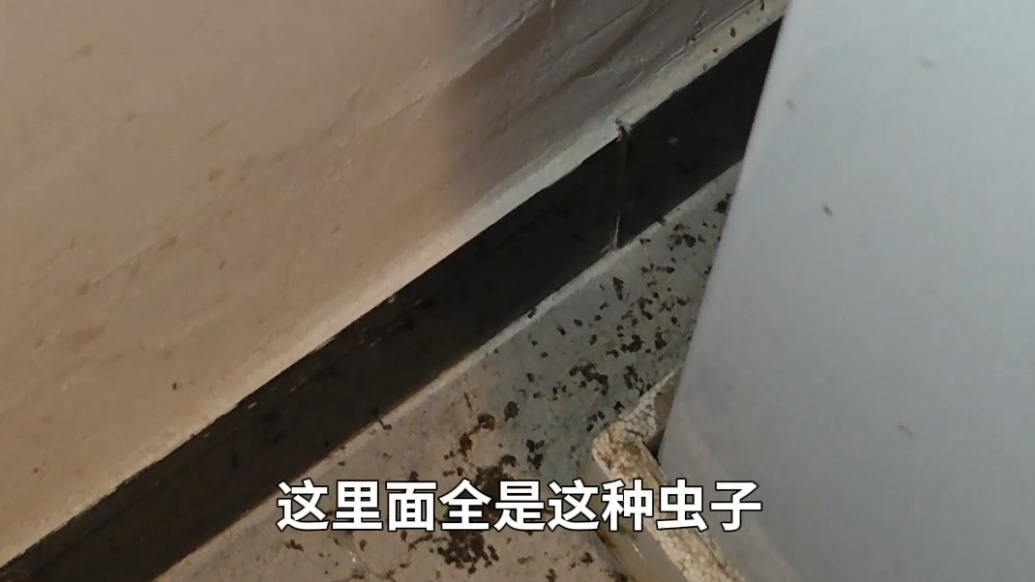 帮办·live|地下室管道漏水被泡，潮虫大量聚集，这可咋办？