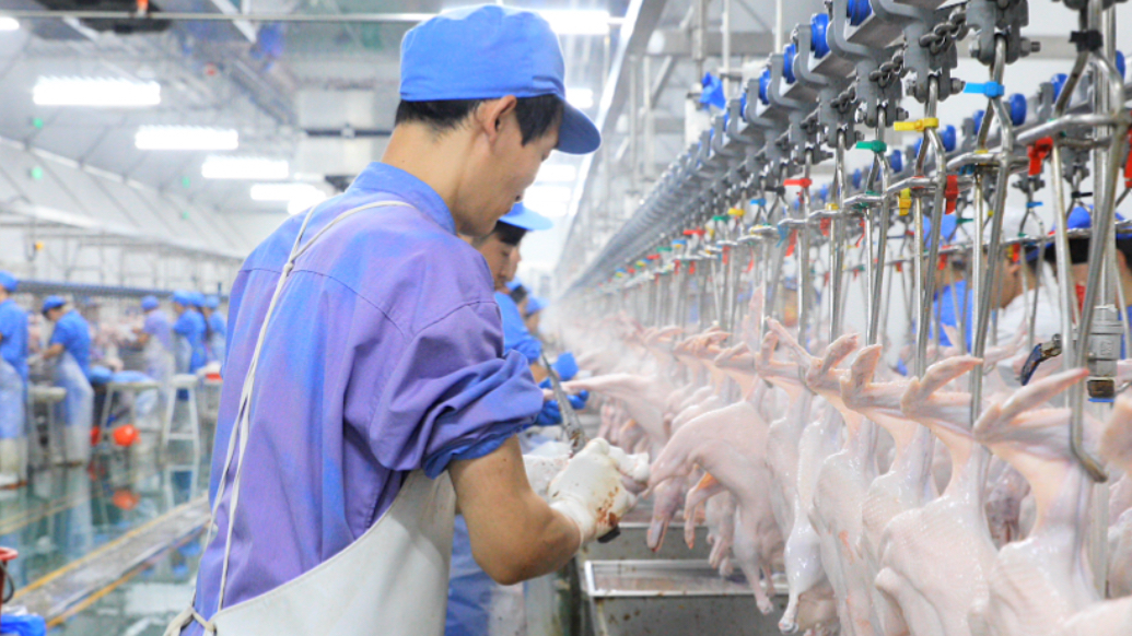 顺链探鸭｜一条龙审批，这个县推出“肉鸭产业一件事”