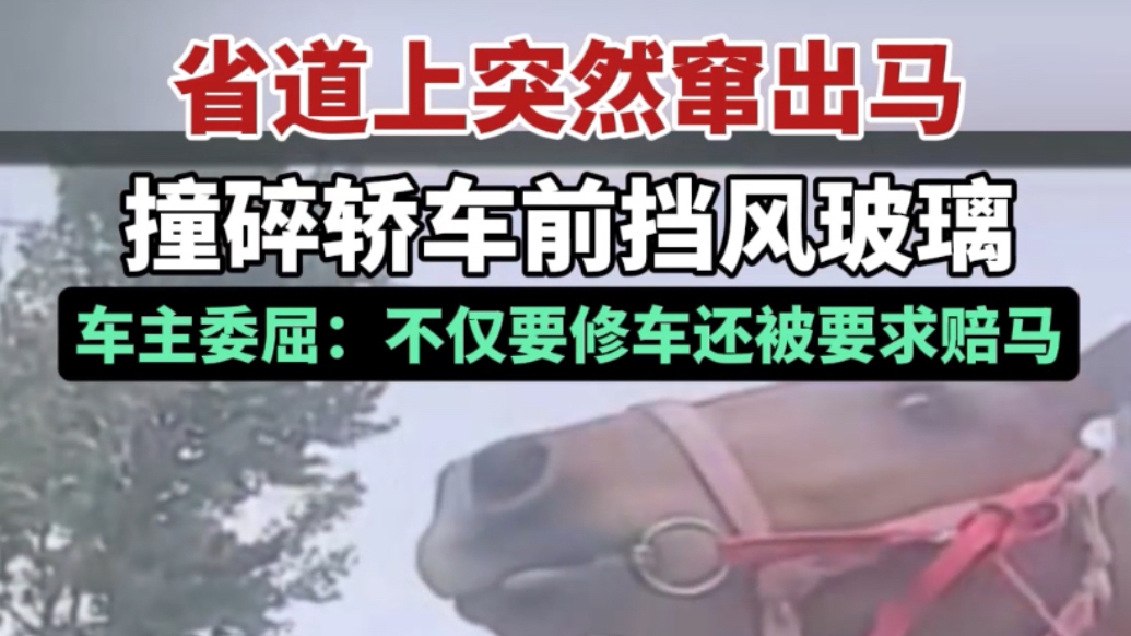 果然视频丨省道上突然窜出马，撞碎轿车前挡风玻璃