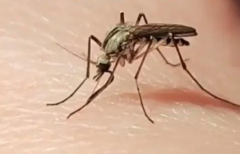 蚊子偏爱某种血型？中疾控专家：无明确关联