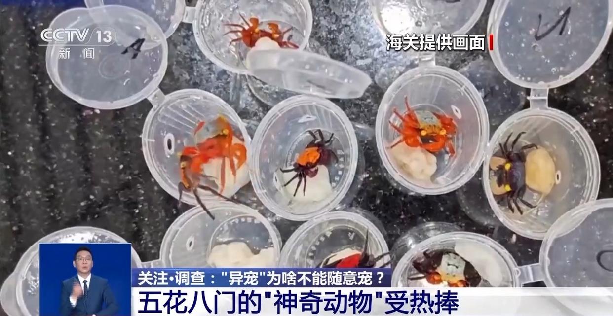 @铲屎官们 养“异宠”或危害国家安全，这些行为违法了
