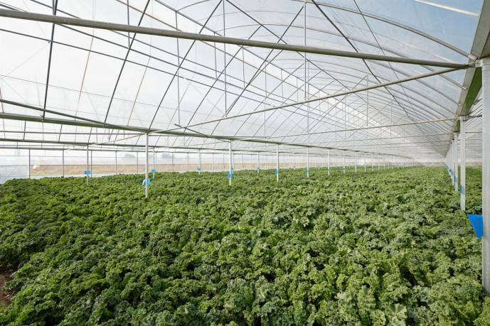 实现羽衣甘蓝零农残种植，喜茶深入上游主动升级原料品质