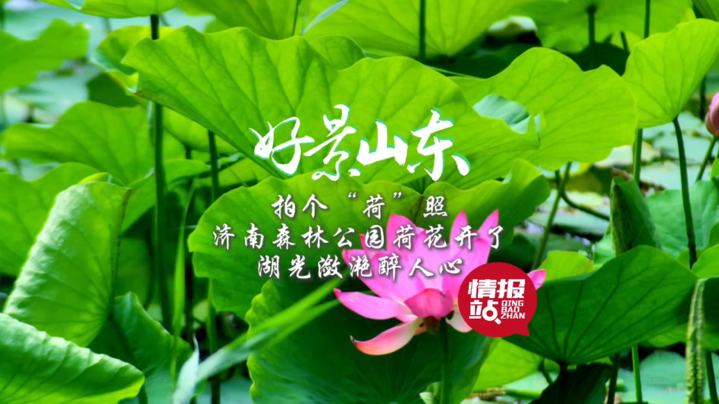 果然视频·好景山东|济南森林公园荷花开了，湖光潋滟醉人心!