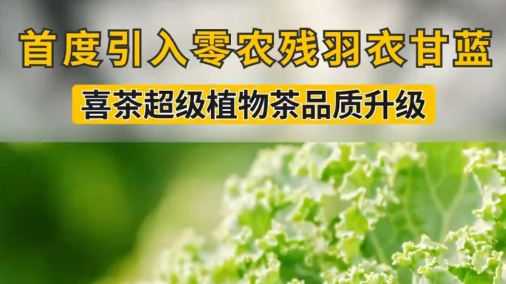 首度引入零农残羽衣甘蓝 喜茶超级植物茶品质升级