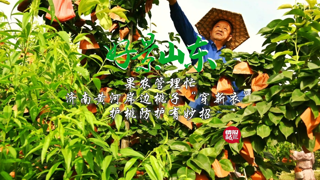 果然视频·好景山东|济南黄河岸边桃子穿新衣，果农护桃有妙招