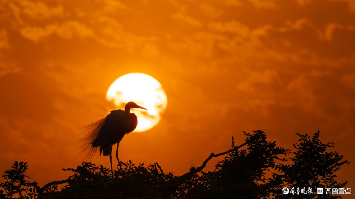 暮林鹭影，白鹭与夕阳的林间私语