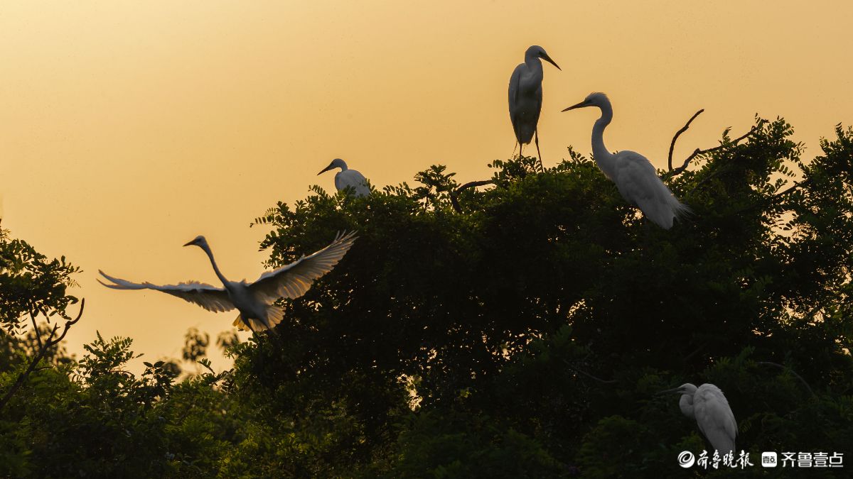 暮林鹭影，白鹭与夕阳的林间私语