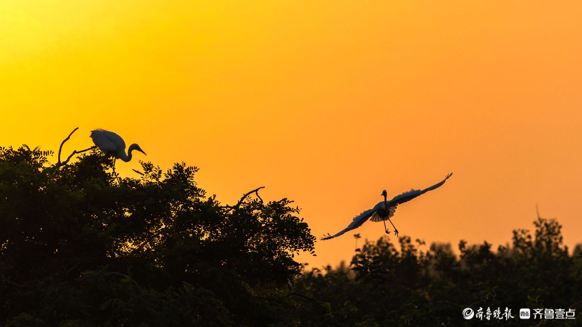 暮林鹭影，白鹭与夕阳的林间私语