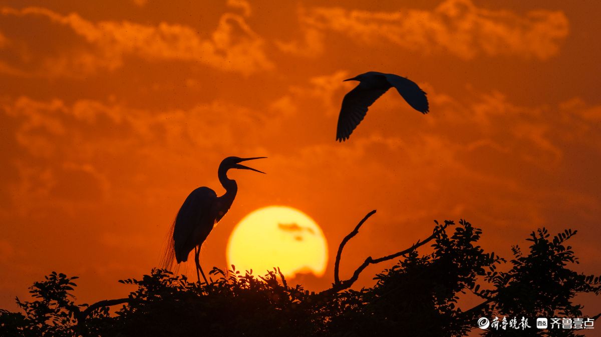 暮林鹭影，白鹭与夕阳的林间私语