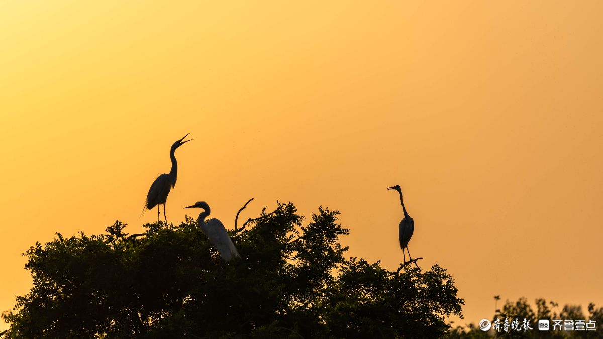 暮林鹭影，白鹭与夕阳的林间私语