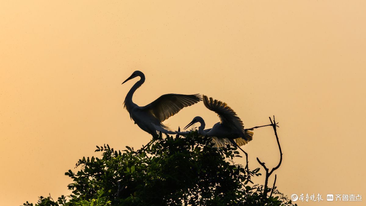 暮林鹭影，白鹭与夕阳的林间私语