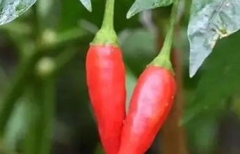 茄子、辣椒、黄瓜、番茄  这些蔬菜咋挑选