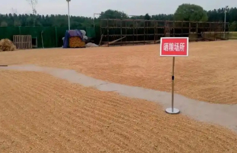 麦子熟了！山东多地上线“晒粮地图”：空地管够，放心晒！