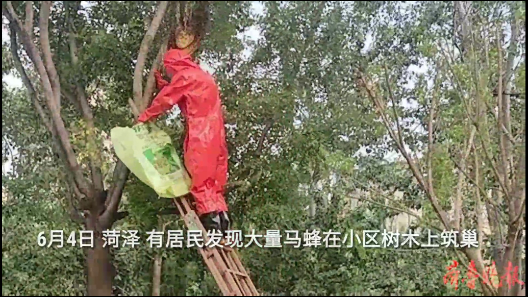 果然视频|马蜂在小区内筑巢，消防员到场“一窝端”