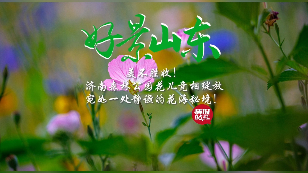 果然视频·好景山东|济南森林公园花儿盛放，宛如静谧的花海秘境
