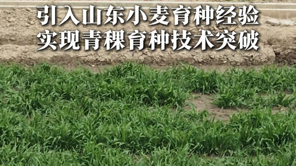 果然视频丨农业天花板，山东援藏助力青稞种子拿下省级科技二等奖