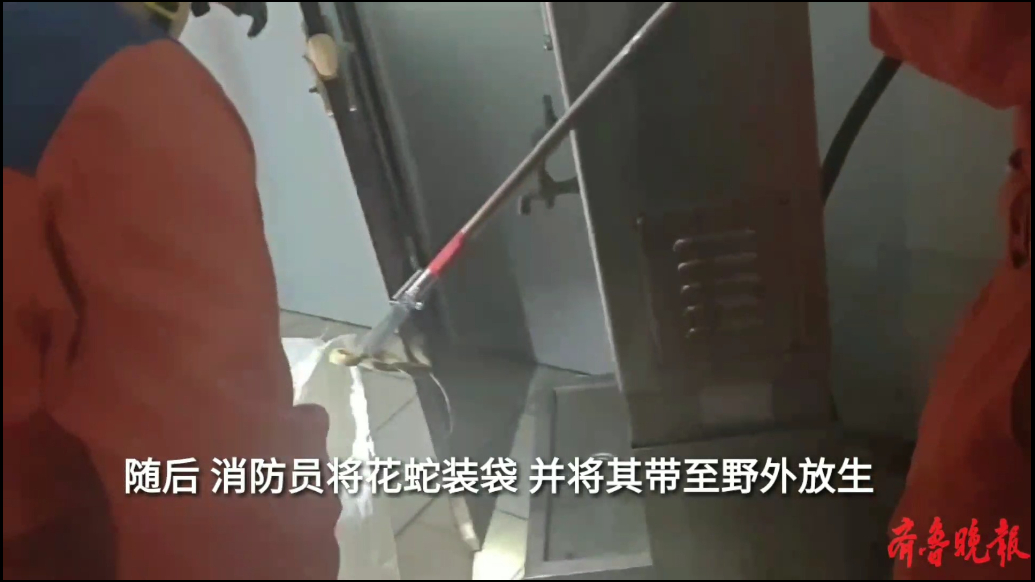 果然视频|花蛇溜进居民家中，消防员迅速将其擒获