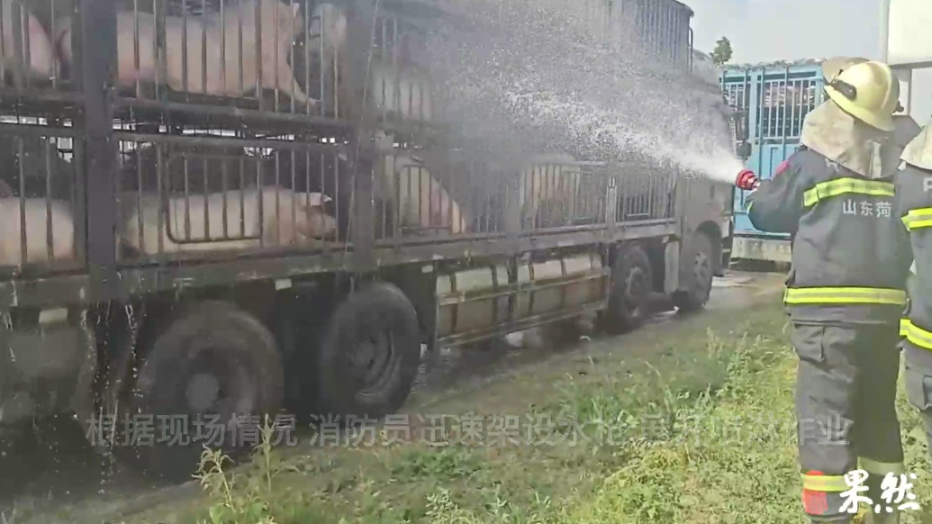 果然视频|百余头活猪“中暑”，消防员到场喷水降温