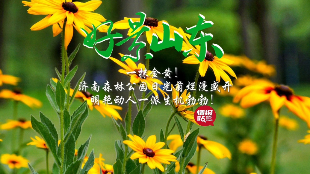 果然视频·好景山东|济南森林公园日光菊明艳动人，一派生机勃勃