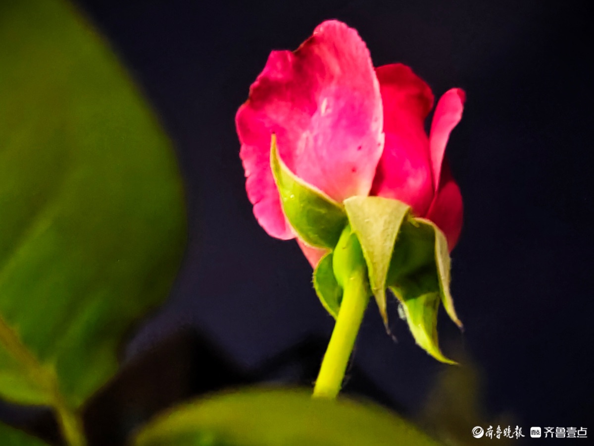 夜晚的月季花，静悄悄开放