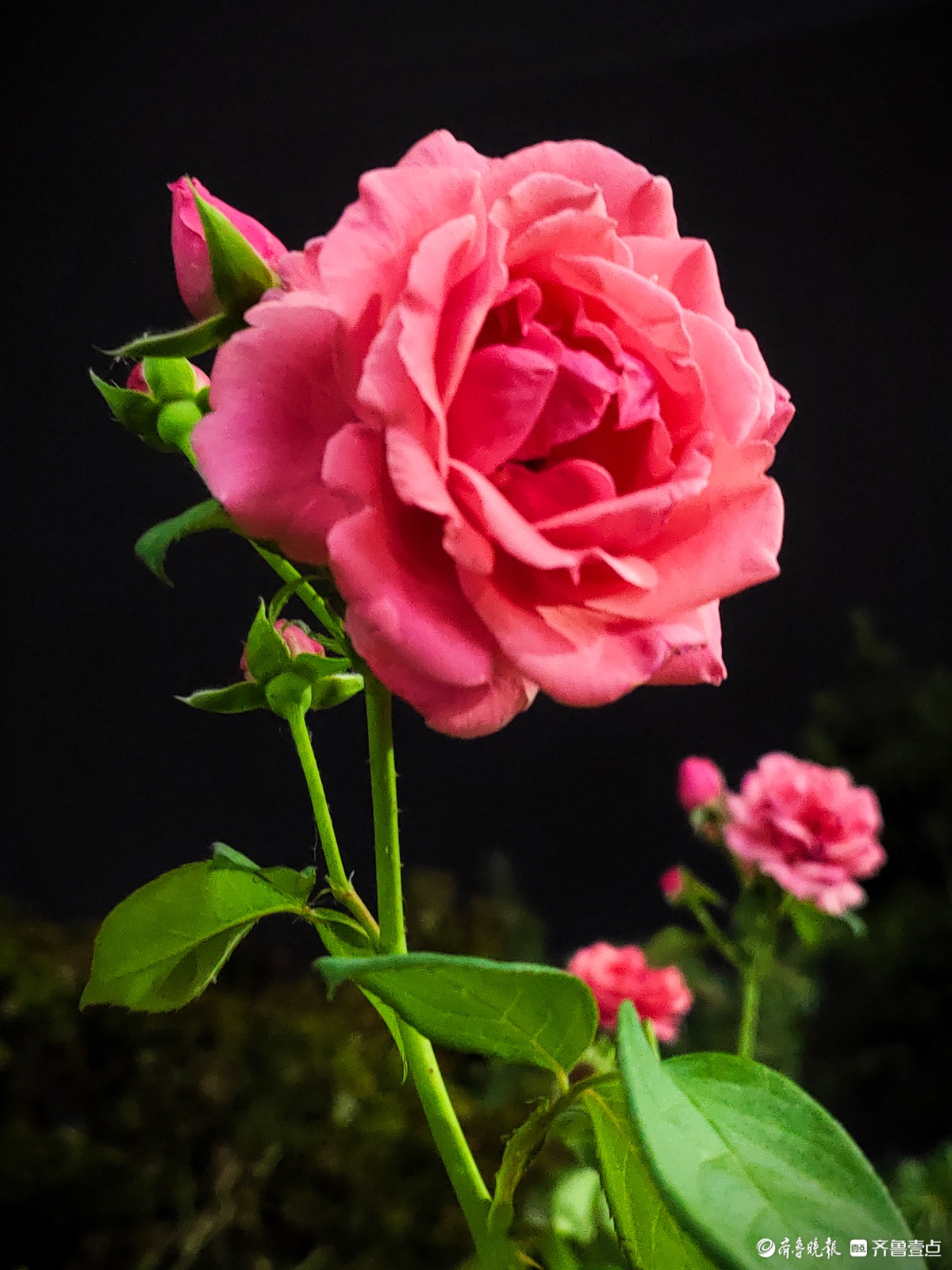 夜晚的月季花，静悄悄开放