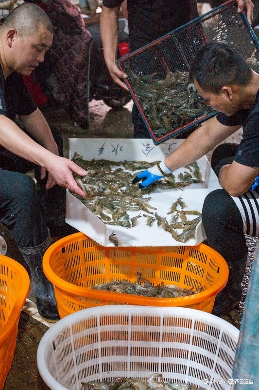 今视角 | 电商直播助力海鲜销售，500 斤虾一小时售罄