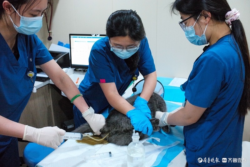 今视角 | 小猫艾迪的就医记