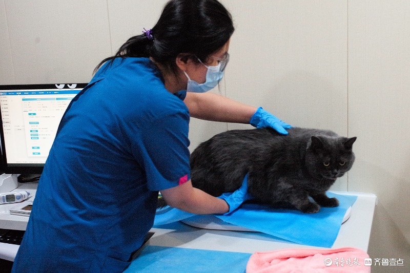 今视角 | 小猫艾迪的就医记
