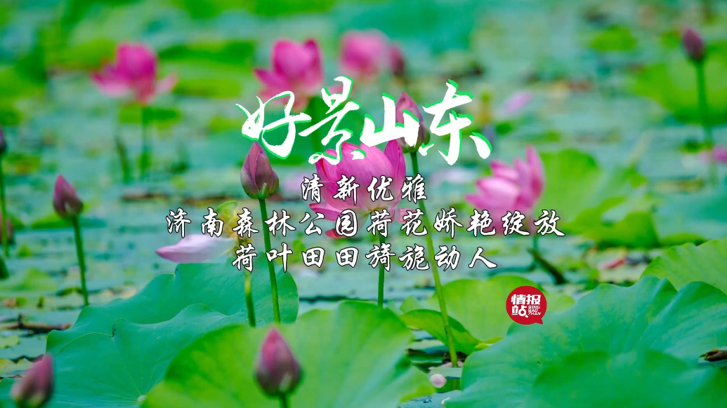 果然视频·好景山东|济南森林公园荷花绽放，清新优雅娇艳动人